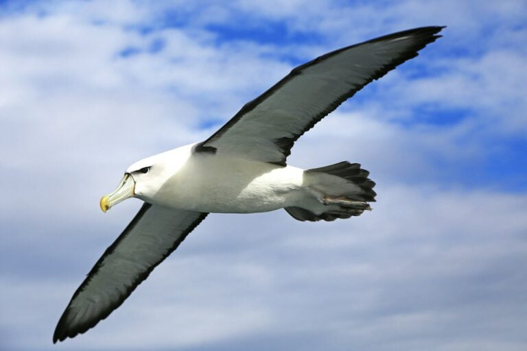 Albatros w locie