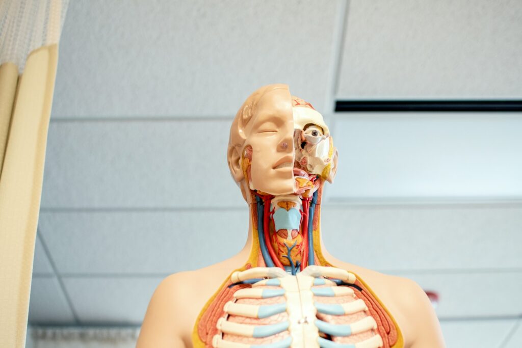 Anatomia, model ciała człowieka
