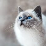 Jasny kot z błękitnymi oczami